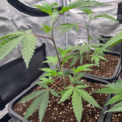 Dante's Inferno (4)  growlog timeline photo