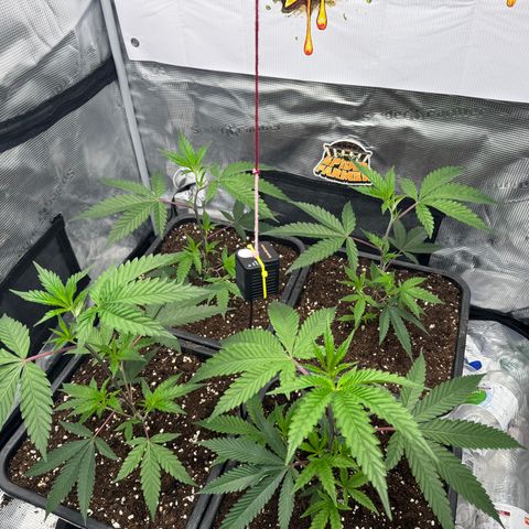 Dante's Inferno (4)  growlog timeline photo