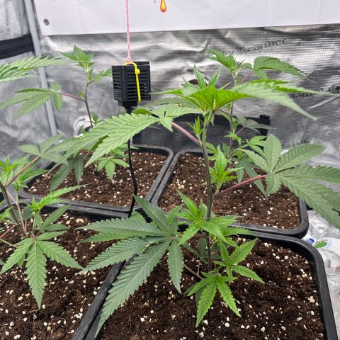 Dante's Inferno (4)  growlog timeline photo