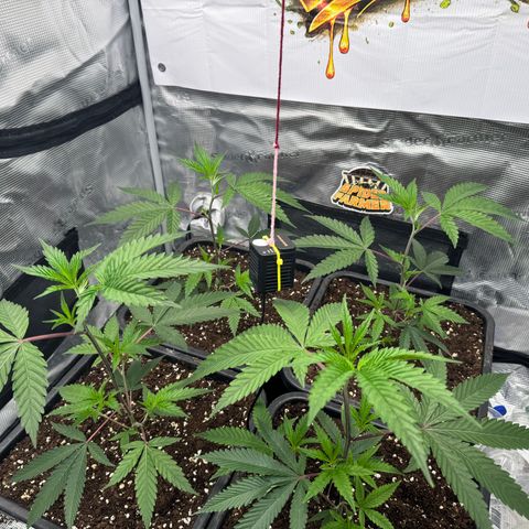 Dante's Inferno (4)  growlog timeline photo