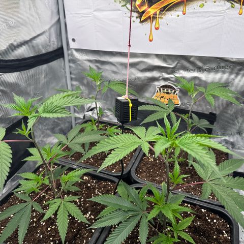 Dante's Inferno (4)  growlog timeline photo
