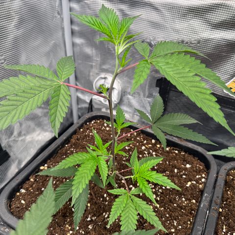 Dante's Inferno (4)  growlog timeline photo