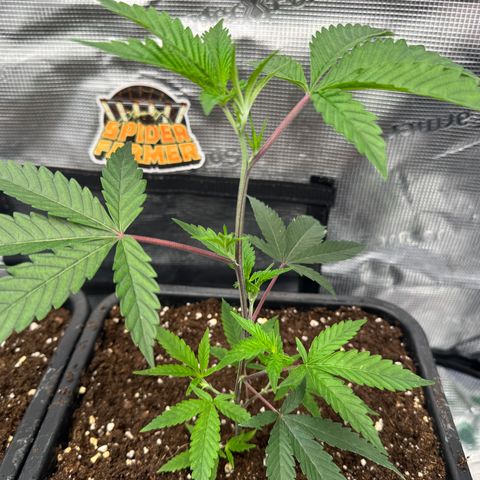 Dante's Inferno (4)  growlog timeline photo