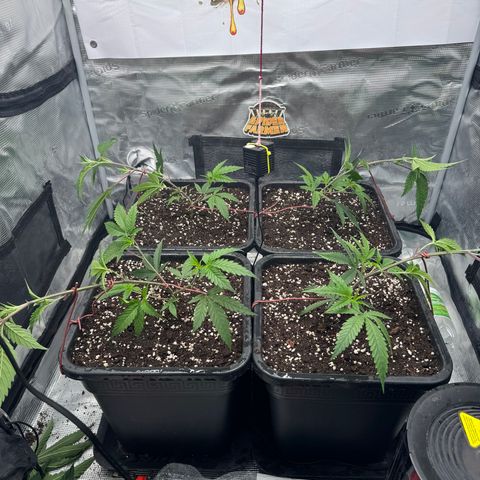 Dante's Inferno (4)  growlog timeline photo