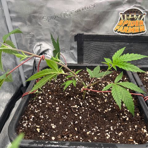Dante's Inferno (4)  growlog timeline photo