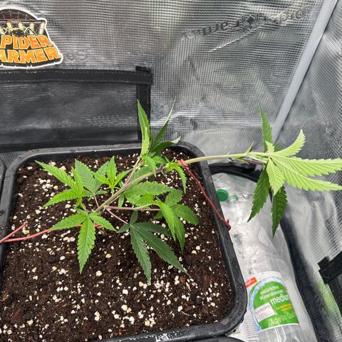 Dante's Inferno (4)  growlog timeline photo