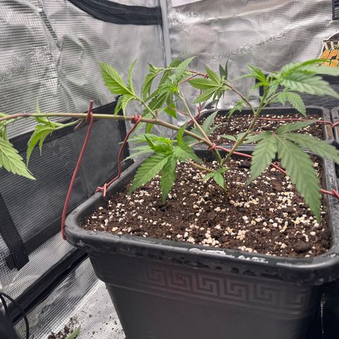 Dante's Inferno (4)  growlog timeline photo