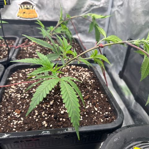 Dante's Inferno (4)  growlog timeline photo