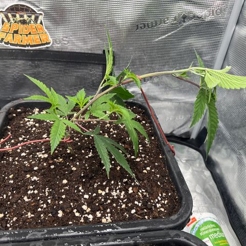 Dante's Inferno (4)  growlog timeline photo