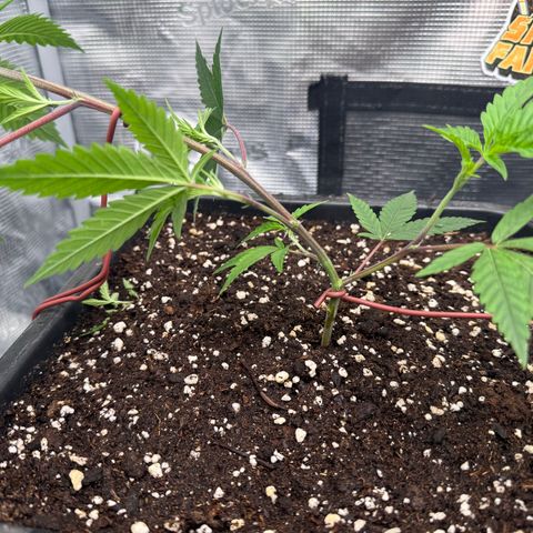Dante's Inferno (4)  growlog timeline photo