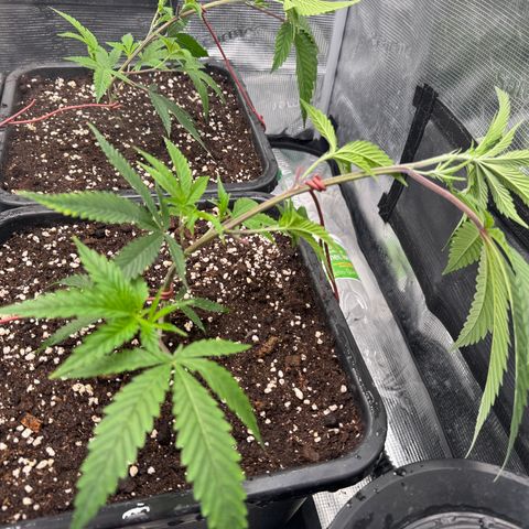Dante's Inferno (4)  growlog timeline photo