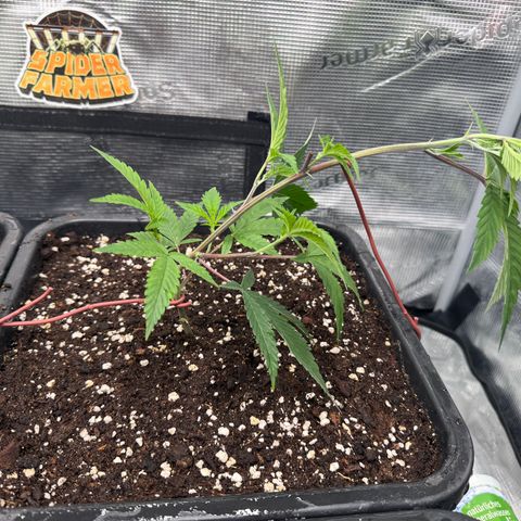 Dante's Inferno (4)  growlog timeline photo