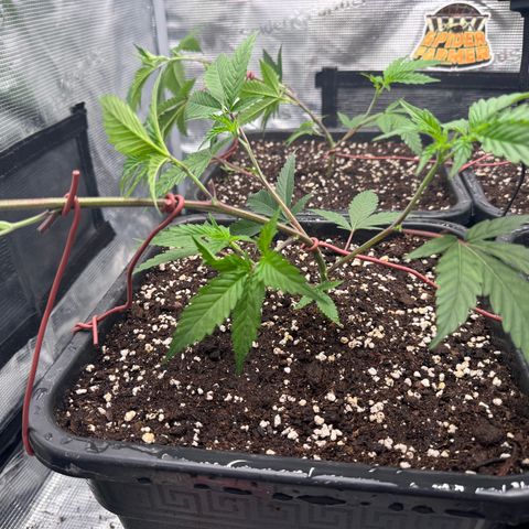 Dante's Inferno (4)  growlog timeline photo