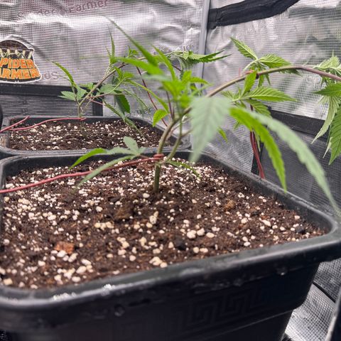 Dante's Inferno (4)  growlog timeline photo