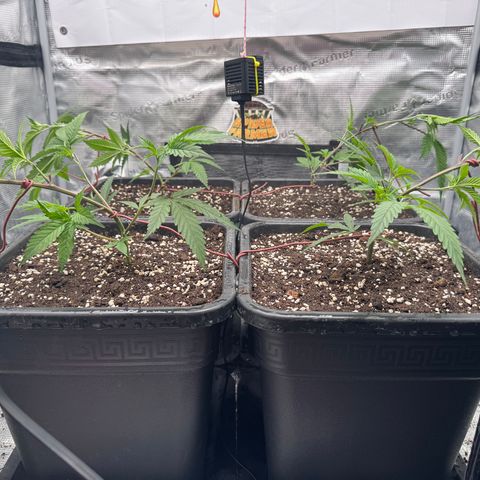 Dante's Inferno (4)  growlog timeline photo