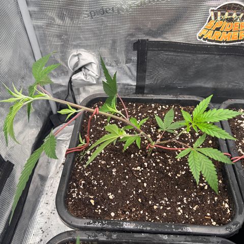 Dante's Inferno (4)  growlog timeline photo