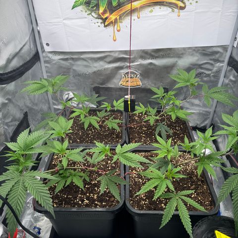 Dante's Inferno (4)  growlog timeline photo