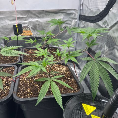 Dante's Inferno (4)  growlog timeline photo
