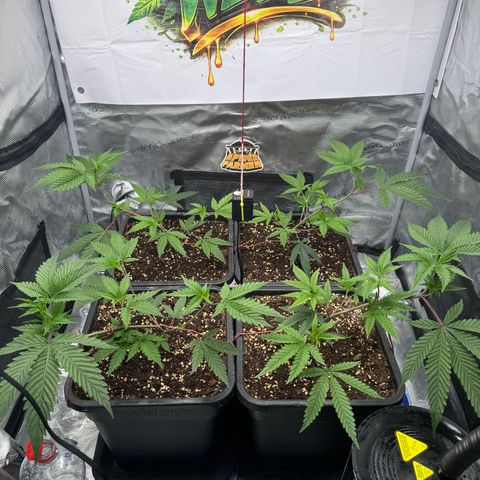 Dante's Inferno (4)  growlog timeline photo