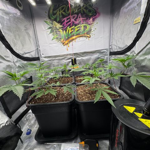 Dante's Inferno (4)  growlog photo: Ho un piccolo problema di magnesio … correggo in quadri gg con sali epsom 