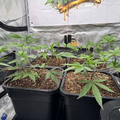 Dante's Inferno (4)  growlog photo: Ho un piccolo problema di magnesio … correggo in quadri gg con sali epsom 