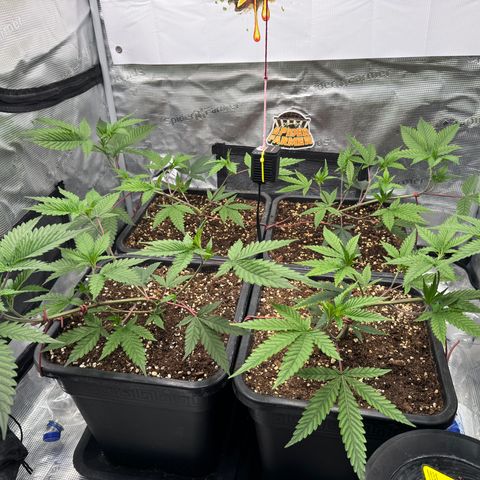 Dante's Inferno (4)  growlog photo: Ho un piccolo problema di magnesio … correggo in quadri gg con sali epsom 