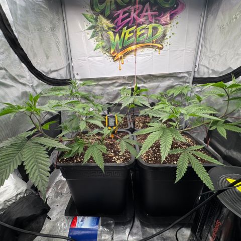 Dante's Inferno (4)  growlog timeline photo