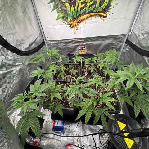 Dante's Inferno (4)  growlog timeline photo