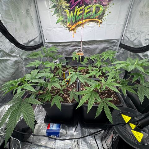 Dante's Inferno (4)  growlog timeline photo