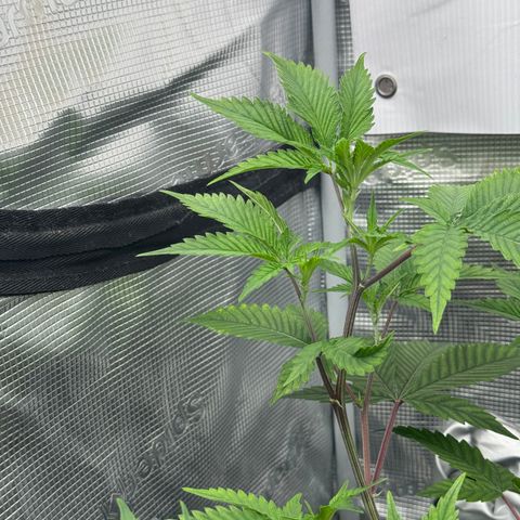 Dante's Inferno (4)  growlog timeline photo