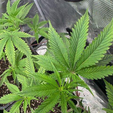 Dante's Inferno (4)  growlog timeline photo
