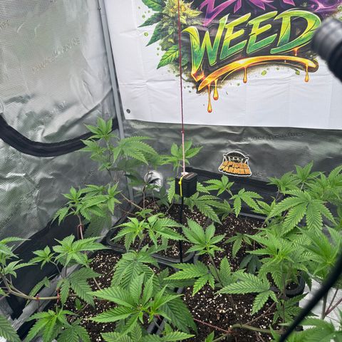 Dante's Inferno (4)  growlog timeline photo