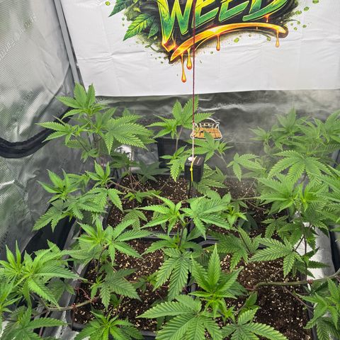 Dante's Inferno (4)  growlog timeline photo