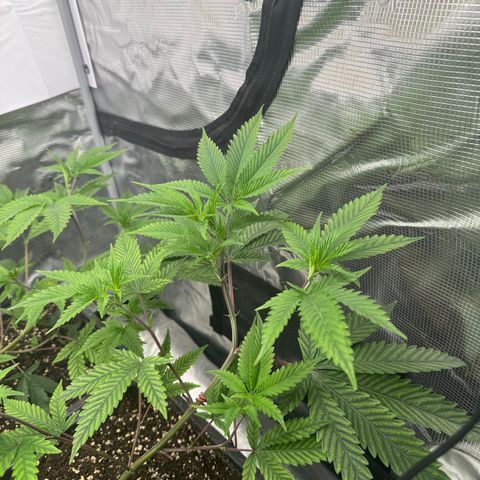 Dante's Inferno (4)  growlog timeline photo