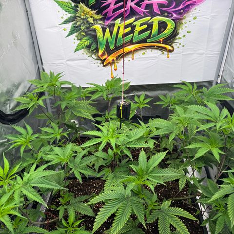 Dante's Inferno (4)  growlog timeline photo