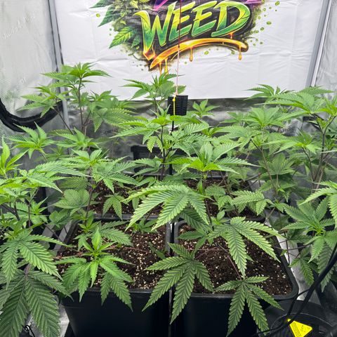 Dante's Inferno (4)  growlog timeline photo