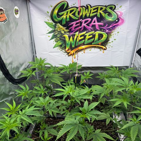 Dante's Inferno (4)  growlog timeline photo