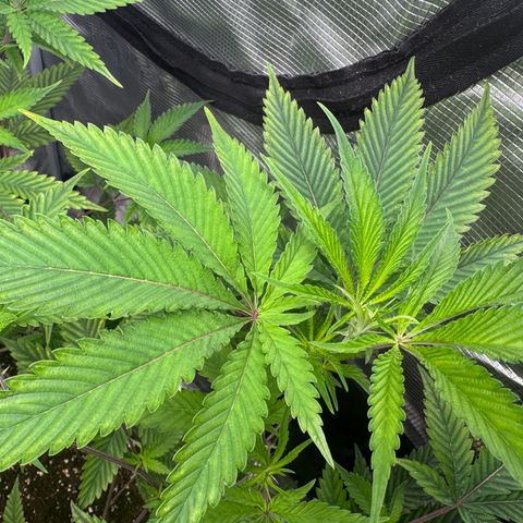 Dante's Inferno (4)  growlog timeline photo
