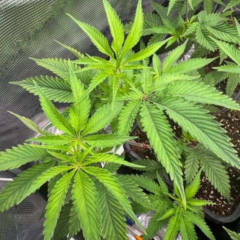 Dante's Inferno (4)  growlog timeline photo