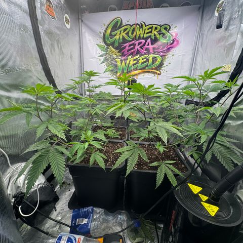 Dante's Inferno (4)  growlog timeline photo