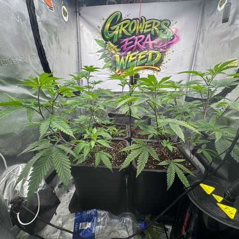 Dante's Inferno (4)  growlog timeline photo