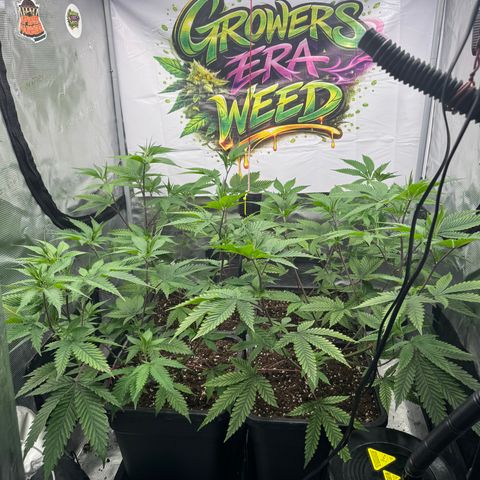 Dante's Inferno (4)  growlog timeline photo
