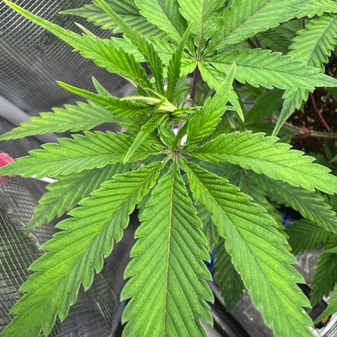 Dante's Inferno (4)  growlog timeline photo