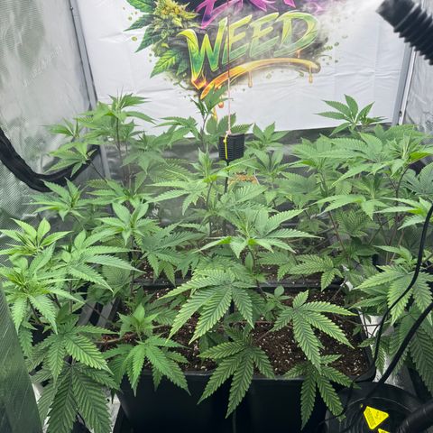 Dante's Inferno (4)  growlog timeline photo