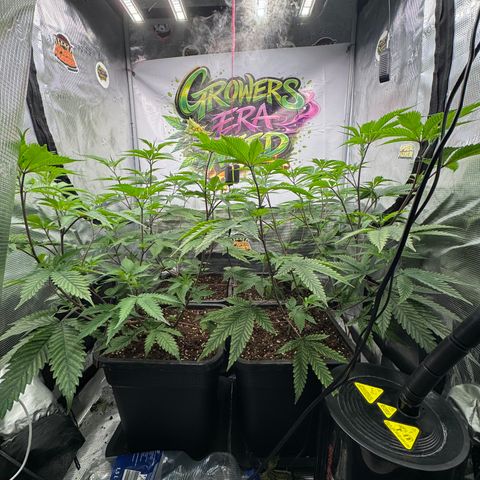 Dante's Inferno (4)  growlog timeline photo