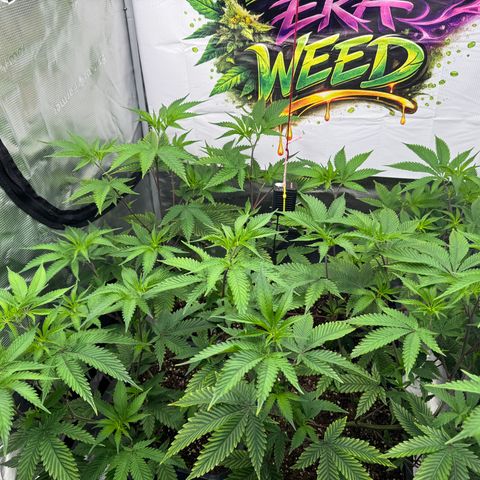 Dante's Inferno (4)  growlog timeline photo