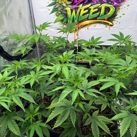 Dante's Inferno (4)  growlog timeline photo
