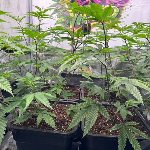 Dante's Inferno (4)  growlog timeline photo