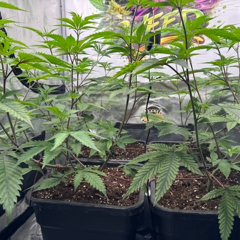 Dante's Inferno (4)  growlog timeline photo