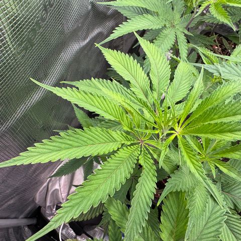 Dante's Inferno (4)  growlog timeline photo
